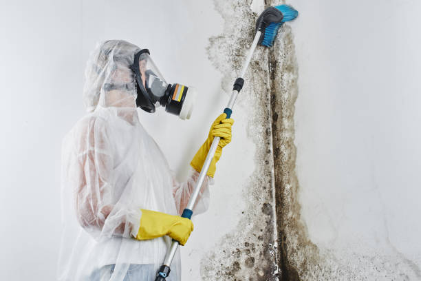 Reliable Dudley, NC Mold Remediation Solutions